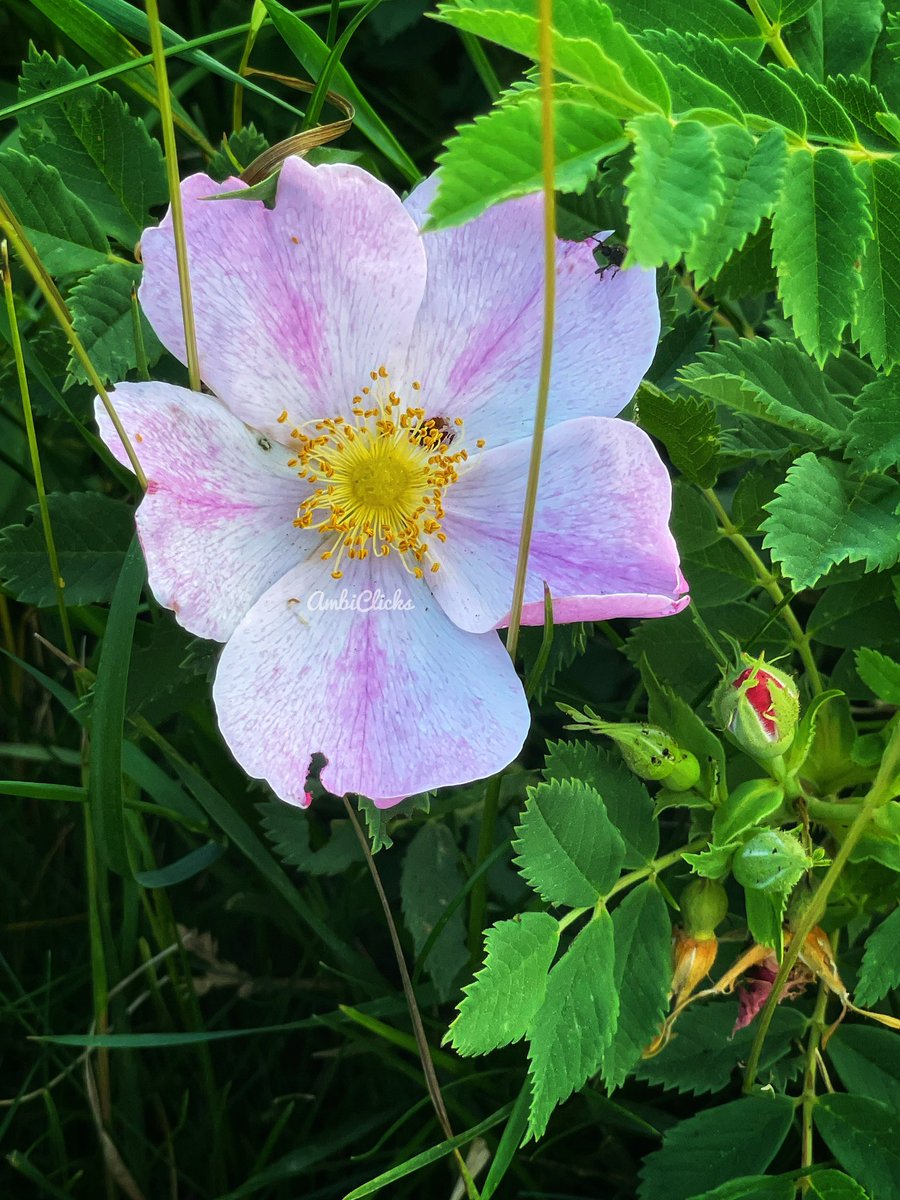 AmbivertWoman's tweet photo. Share your photos of roses! 🌹

Rosa Canina or a Dog Rose a wild rose species..
.
.
#theme_pic_India_flowers
#AmbiClicks https://t.co/mA5FlPSj0v