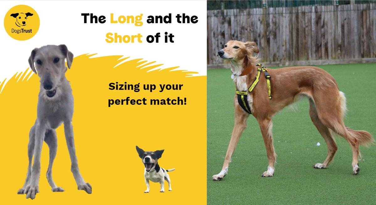 DogsTrust West Calder (Edinburgh) (@dt_westcalder) on Twitter photo Gorgeous Lizzie Longlegs is next up to join our 'Long and the Short of it' Campaignš¾With the wind flowing through her ears, this fabulous girl loves going on peaceful walks with her peopleš„°šāāļø
bit.ly/3Ueb6T4
#LongAndShort
<a href="/DogsTrust/">Dogs Trust šš¶</a> Gorgeous Lizzie Longlegs is next up to join our 'Long and the Short of it' Campaignš¾With the wind flowing through her ears, this fabulous girl loves going on peaceful walks with her peopleš„°šāāļø
bit.ly/3Ueb6T4
#LongAndShort
<a href="/DogsTrust/">Dogs Trust šš¶</a>