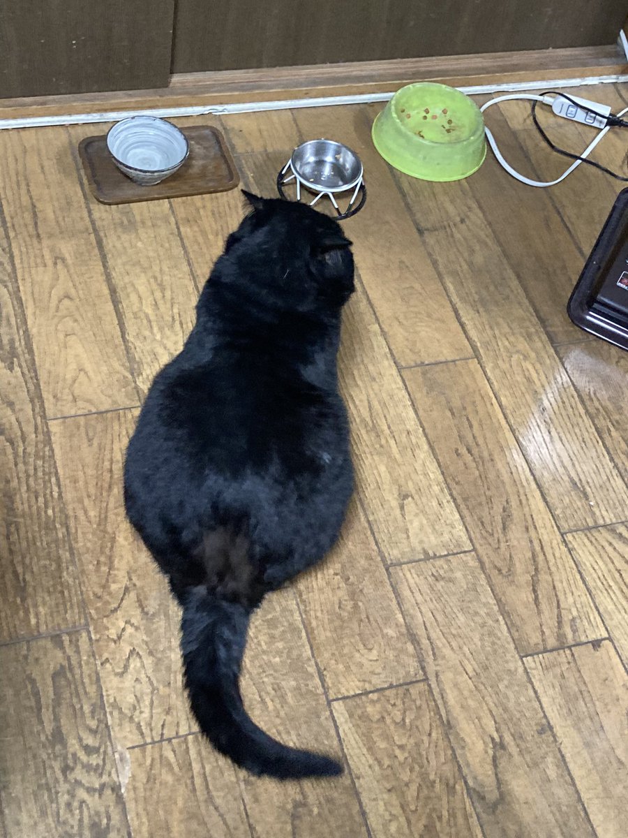 bebe_yoshida's tweet photo. 我が家の愛猫を探してます！
些細な情報で良いので、お見かけの際はご一報いただきたいです！ご協力よろしくお願いいたします！
名前:べべ　性別:オス　年齢:9歳
身体の大きな黒猫です。背中に少し白い毛が混じっているのが特徴���す。
#迷子猫  #迷い猫 #黒猫 #奈良県 #安堵町 #斑鳩町 https://t.co/XLirgzEXuq