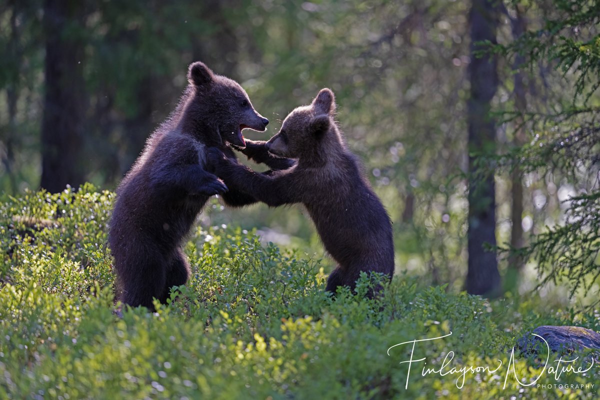 Clive Finlayson (@clivefinlayson) on Twitter photo Deep in the forest - brown bear cubs doing what cubs do best <a href="/FinlaysonGib/">Dr. Stewart Finlayson</a> <a href="/GibGerry/">G Finlayson</a> <a href="/BBCEarth/">BBC Earth</a> <a href="/bbcwildlifemag/">BBCWildlifeMagazine</a> #BBCWildlifePOTD <a href="/SmithsonianMag/">Smithsonian Magazine</a> Deep in the forest - brown bear cubs doing what cubs do best <a href="/FinlaysonGib/">Dr. Stewart Finlayson</a> <a href="/GibGerry/">G Finlayson</a> <a href="/BBCEarth/">BBC Earth</a> <a href="/bbcwildlifemag/">BBCWildlifeMagazine</a> #BBCWildlifePOTD <a href="/SmithsonianMag/">Smithsonian Magazine</a>