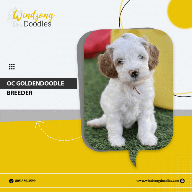 labradoodlemoon's tweet image. Orange County's premier Goldendoodle breeder! Our pups are raised with love and attention, resulting in well-rounded companions perfect for any lifestyle.

bit.ly/3QIHsFD 

#WindsongDoodles #TrainedGoldendoodle #CaliforniaPets #DogTraining