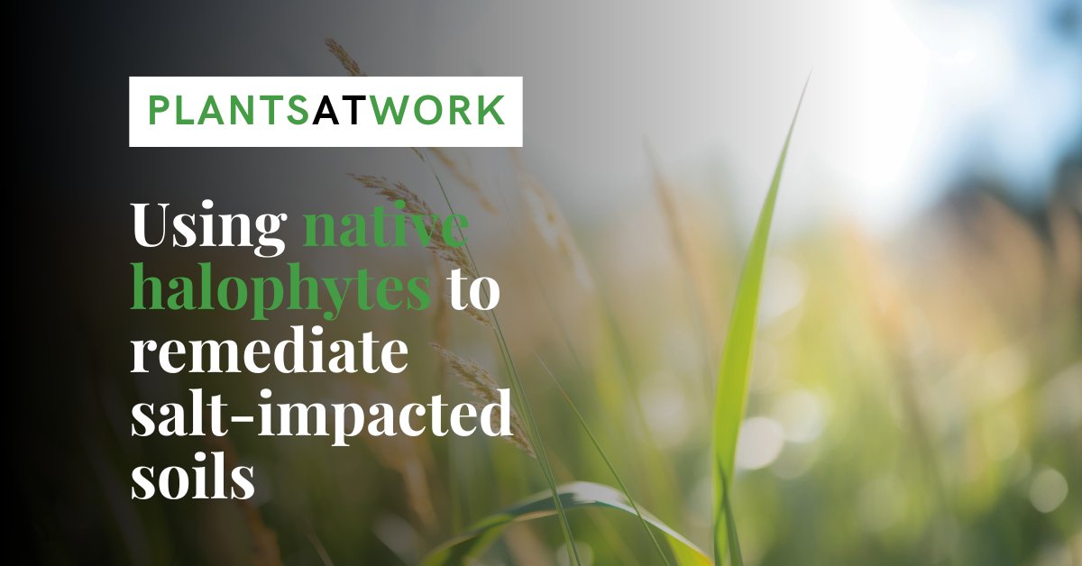 Have you ever wondered what happens to the salt we apply to roads, parking lots and sidewalks once winter is over? 🌱

While some of it stays on surfaces, it also sprays or bounces to nearby areas, including ditches, lawns or gardens.

👉 Read more: landscapetrades.com/plants-at-work