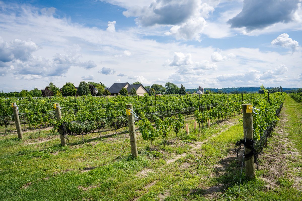 It’s the most wonderful time of the year... Harvest! 🍇✨

📸 <a href="/daniel/">daniel</a>.neuhaus