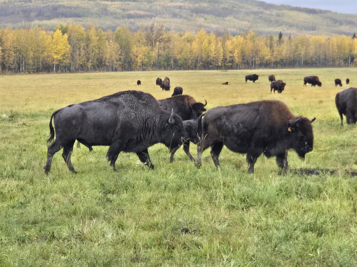 Thankfull for this wet fall! #BCPeace #Ranching #Bison