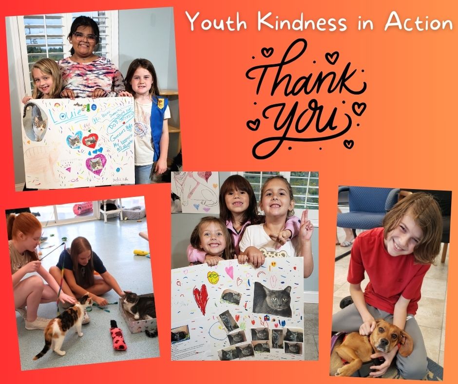 TheNHES's tweet photo. Youth Kindness in Action this Month: We want to thank K-Kids, CTMS Builders, WHS Key Club, and Troop 15120 for making adoption posters, stuffing dog treats and giving cuddles to our adoptable kitties &amp; canine duos--Laverne &amp; Shirley and Millie &amp; Bailey. You all Rock!! https://t.co/0CR0Gtw9CE