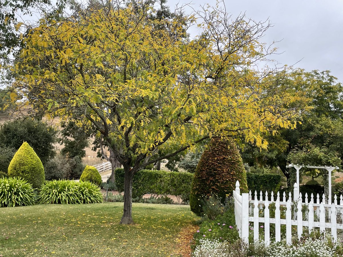 dearsusanbranch's tweet photo. See? We do have fall in California! Pretty soon that tree will lose all its leavesβ¦ then itβll feel like fall ~ cool, sometimes cold, sweater weather, sunny but crisp, sleeping weather, sometimes rainy ~ until Summer!π #ForeverFall https://t.co/SdjlsdDB8J