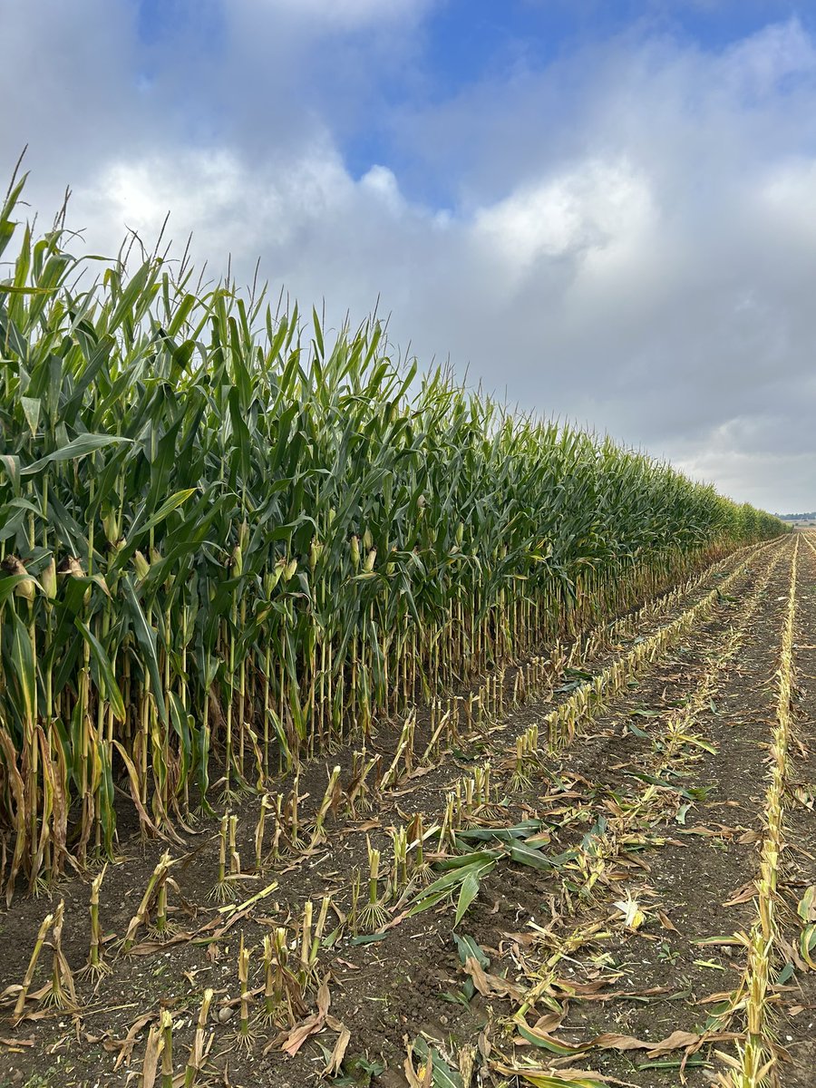 Kyle Henshaw tweet media