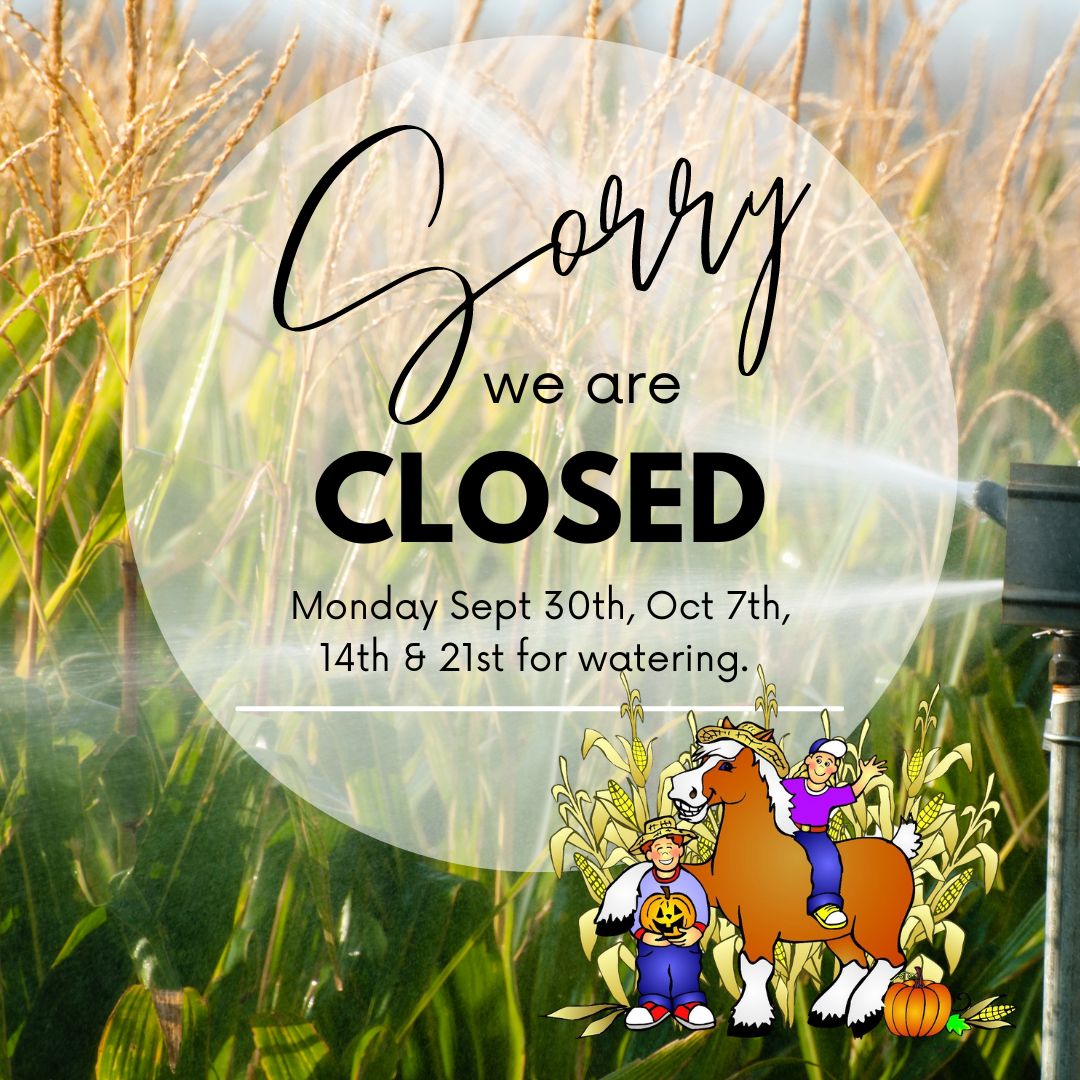 The CORN MAZE IS CLOSED on Monday Sept 30th, Oct 7th, 14th &amp; 21st for watering,  while the adjacent 🎃Pumpkin Patch / Harvest Festival is open 2 - 9 pm!

🌽Visit bighorsecornmaze.com for more Corn Maze information &amp; tickets.
#bighorsecornmaze #pumpkinpatch #visittemecula
