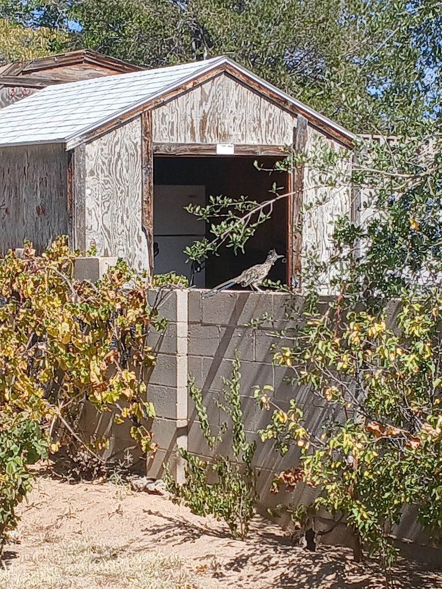 ch1l3ch1ca's tweet photo. Roadrunner in the backyard. https://t.co/oaapmd8uaD