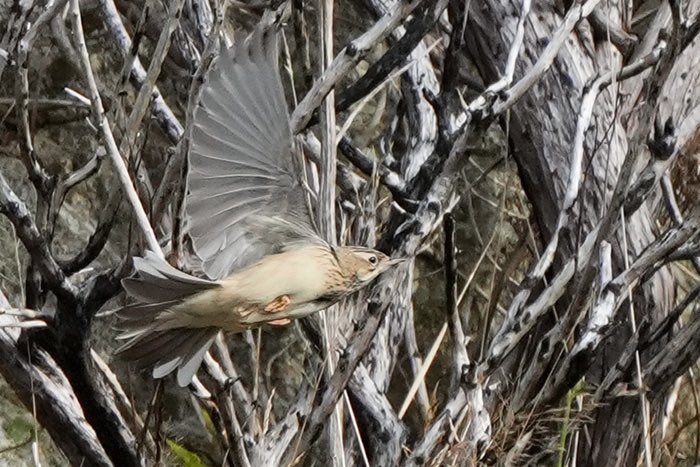 The Blyth's Pipit at Utsira, 30th Sept. 2024
#utsira