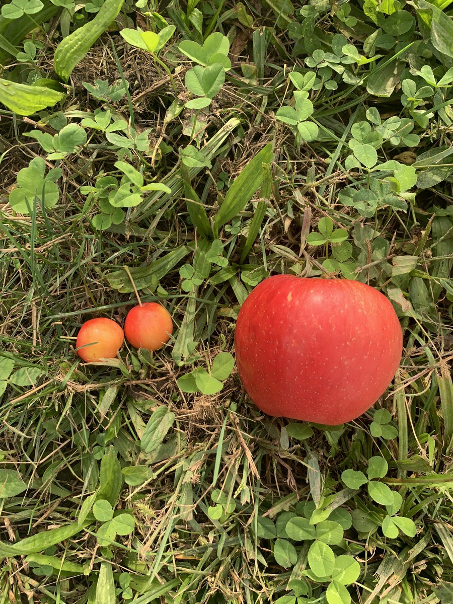 Jean Sabety tweet media