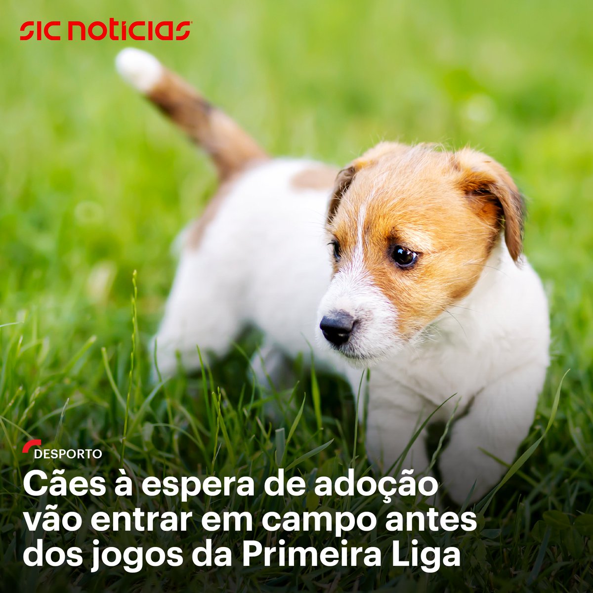 A campanha "Não me deixes fora de jogo" arranca já esta segunda-feira, no AVS-Farense, jogo que encerra a sétima ronda, antes do Dia Internacional do Animal, em 4 de outubro, e prosseguirá "nas próximas jornadas" da Primeira Liga.

Saiba mais aqui: bit.ly/3BphWiV