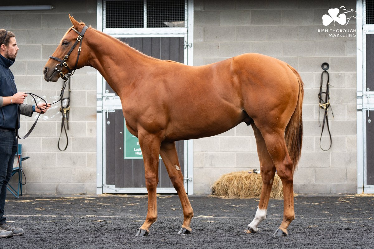 IREthoroughbred's tweet photo. Among the highlights at @Goffs1866 Orby is Lot 1⃣6⃣5⃣ from @BallygallonStud. 🤩

Strapping colt by @DarleyEurope Night Of Thunder (IRE) is a half to 5x G1 hero, dual HK Champion Stayer & winner of over €9.5m EXULTANT (IRE). ��🇰

📖 Book One 1-2 Oct: https://t.co/w4cIfEnS88
📖 Book Two 3-4 Oct: https://t.co/0S3mzYR7CT