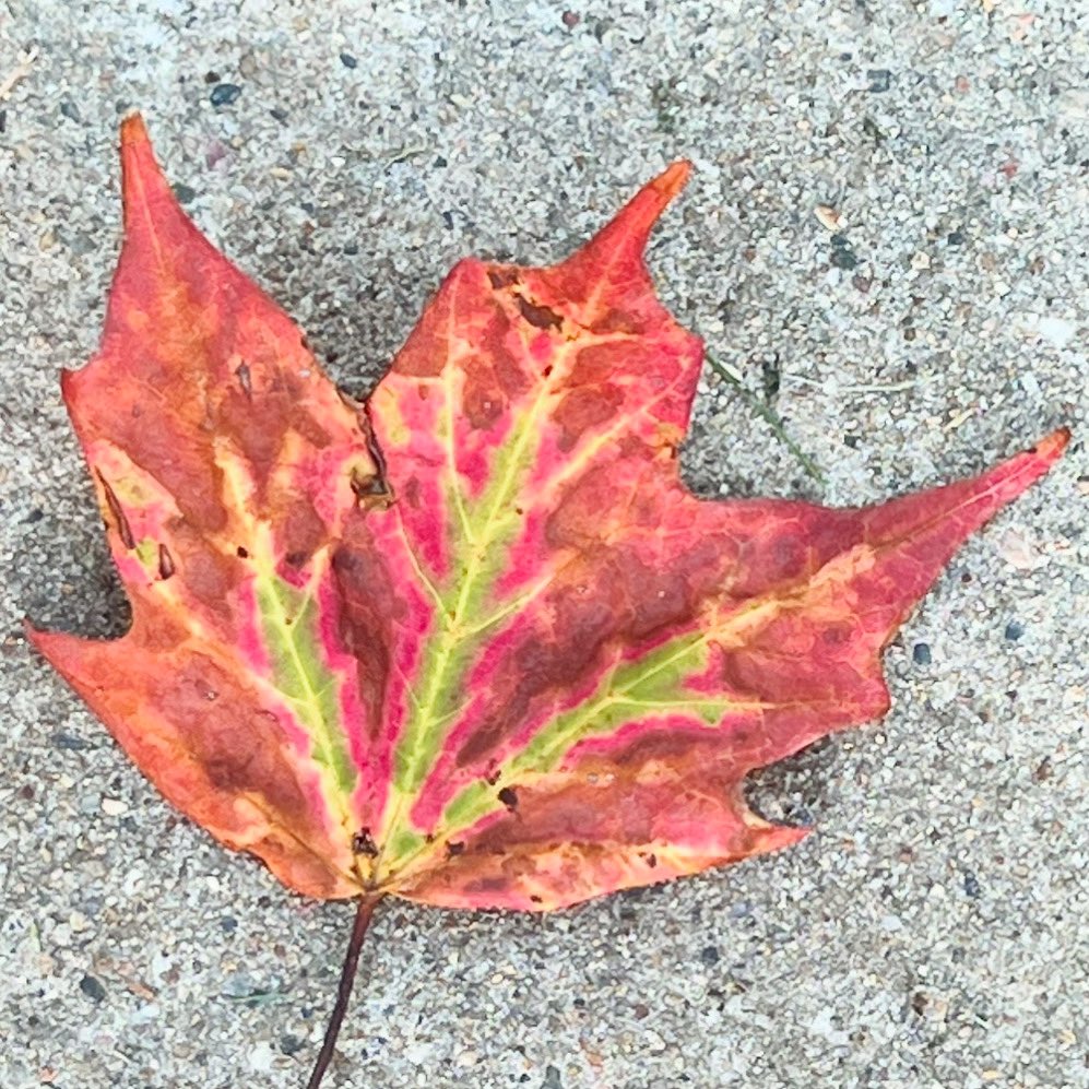 AngelaTague's tweet image. Fantastic fall foliage!

#FallLeaf #MapleLeaf #SpottedOnMyWalk #GetOutside