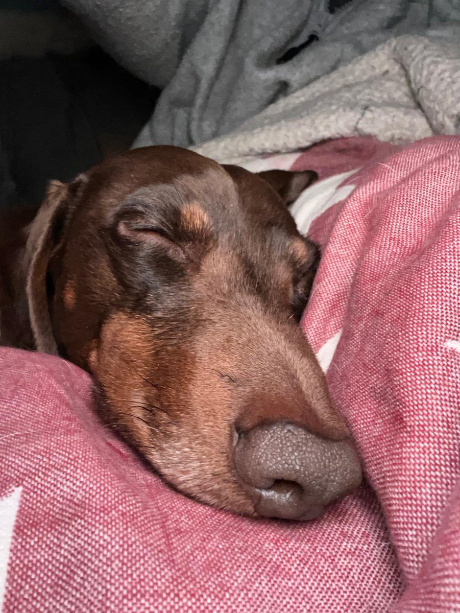 Chip and Otto tweet media