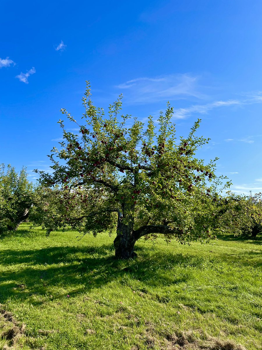 Grendle609's tweet photo. I’ll be darned if I’m gonna let little things like being over worked and sleep deprived keep me from my annual apple pickin’. 🍎 https://t.co/ROn8aaXblz