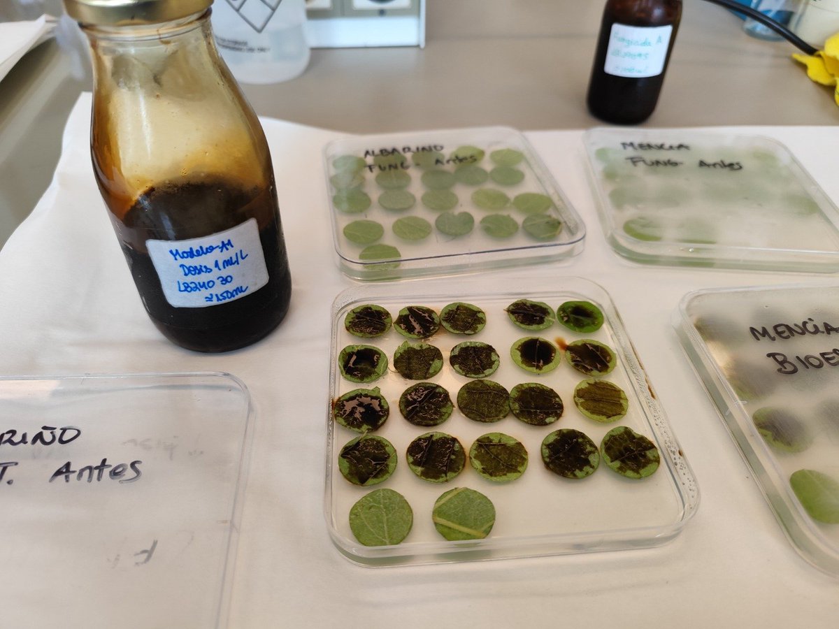 santicsic's tweet photo. En #VIOR @mbg_csic recogemos datos en vendimia y seguimos analizando la influencia de la aplicación de bioestimulantes procedentes de algas marinas #PORTOMUIÑOS en la calidad de la uva y en la resistencia a enfermedades fúngicas @GOBIO_MARTERRA https://t.co/WNOBVw5icP