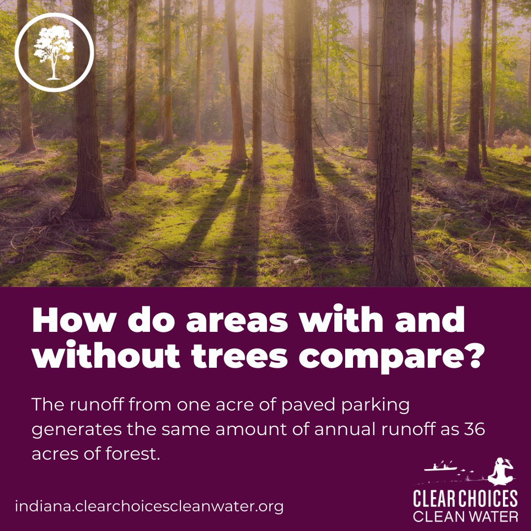 The message is clear: more trees, leaves, and roots equals less runoff (and more well water)! Thank you for following along this month! Don't forget to visit indiana.clearchoicescleanwater.org/pledges/tree/ and take the pledge to plant a tree or a shrub!
