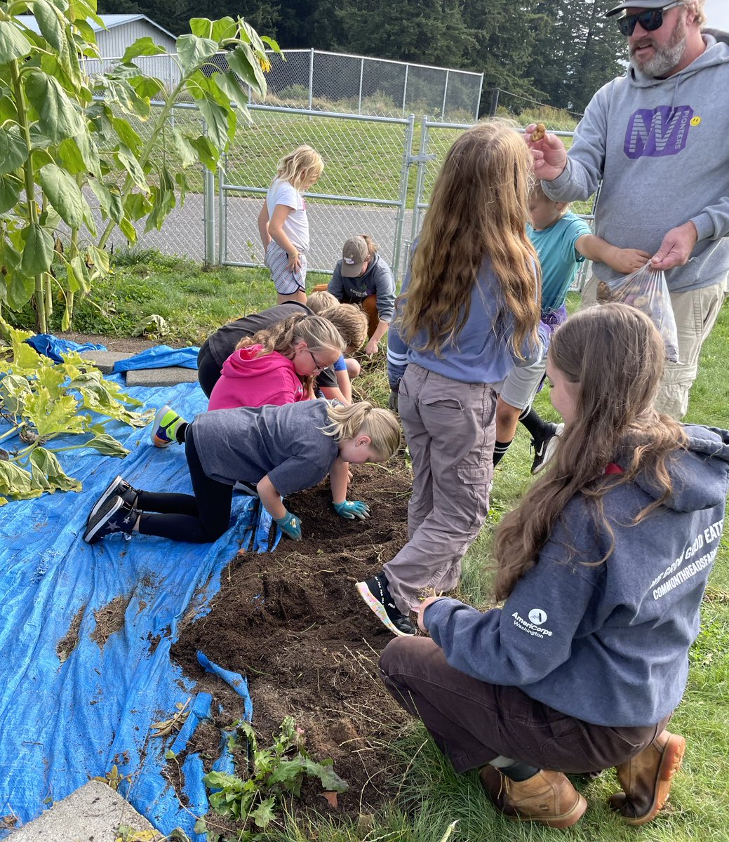 NVSchools's tweet photo. Nooksack Elementary students enjoyed planting, growing, harvesting, cooking and eating their own potatoes for lunch. https://t.co/uAyqz0J0rm