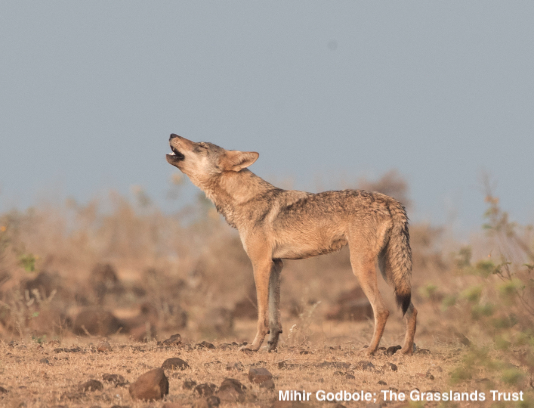 (1) The Indian wolf in Pakistan is endangered, yet we know little about where its found and how many are left.

Our team will conduct the first large genetic survey of wolves in Southern Pakistan.

Our goal is to generate baseline data to help their conservation and ⬆️awareness