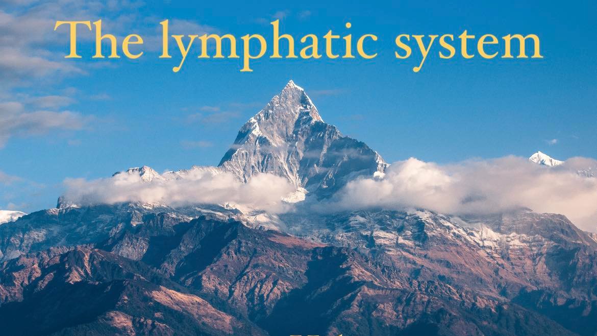 Helios_Movement's tweet image. The lymphatic system and understanding why neglecting its importance is a one-way ticket to never solving health issues.  

Thread🧵