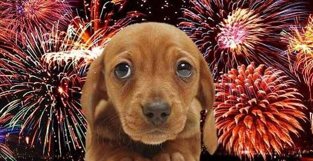 Cómo Proteger a las Mascotas de los Petardos y Fuegos Artificiales.
#mascotas #ruido #FuegosArtificiale #perros #gatos mascotamanias.com/mascotamanias-… vía @mascotamanias