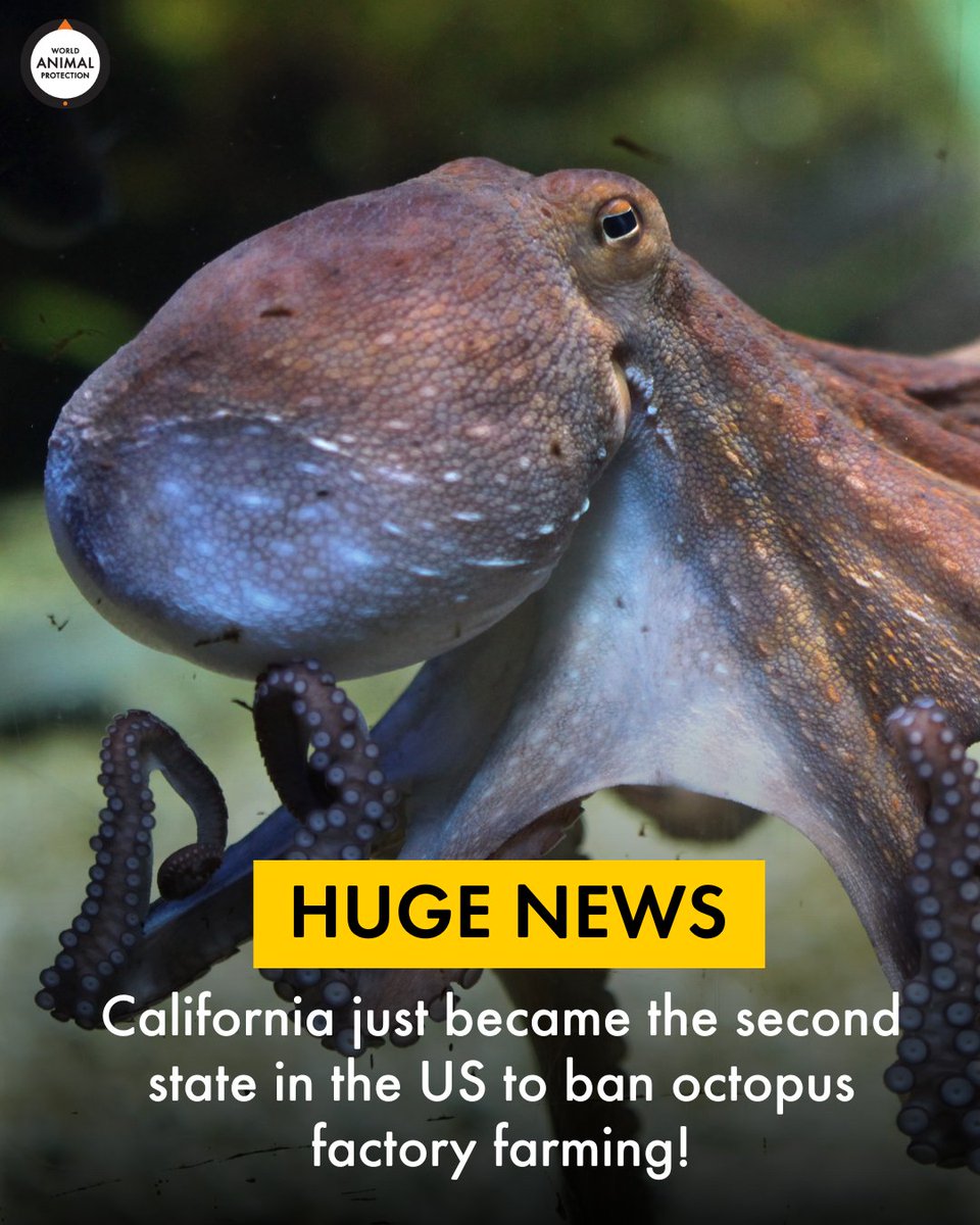 MoveTheWorldUS's tweet image. HUGE news out of California! 🙌🐙

Governor Newsom signed the OCTO Act into law on Friday, banning octopus factory farming throughout the state! California is now the second state to preemptively ban cruel octopus farming. (1/3)