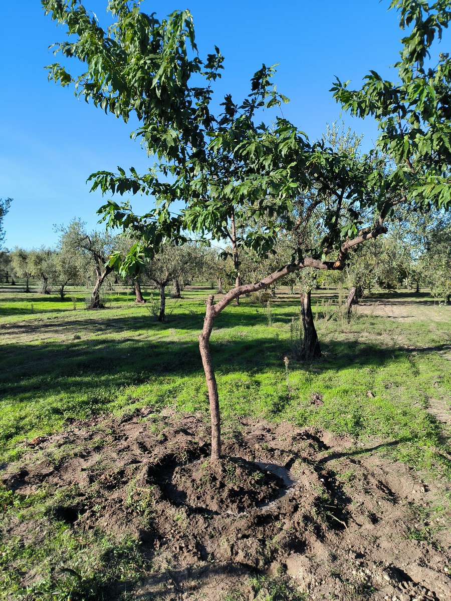 Dani_Bubba's tweet image. Tolto dal parcheggio condominiale, imbruttito dal cemento in nome del parcheggio selvaggio, destinato alla discarica. Come potevamo abbandonarti, piccolo pesco mio🍑, piantato dal babbo un po' di anni fa?❤️🌳