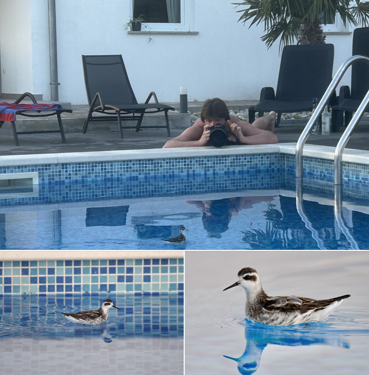 Birding is a funny old game
We go off to the most remote &amp; wild places to find birds but sometimes, they come to us!
This story from © Birding Croatia is a fine example, you should never let your guard down &amp; always keep your eye open even in the most unpromising environments!
