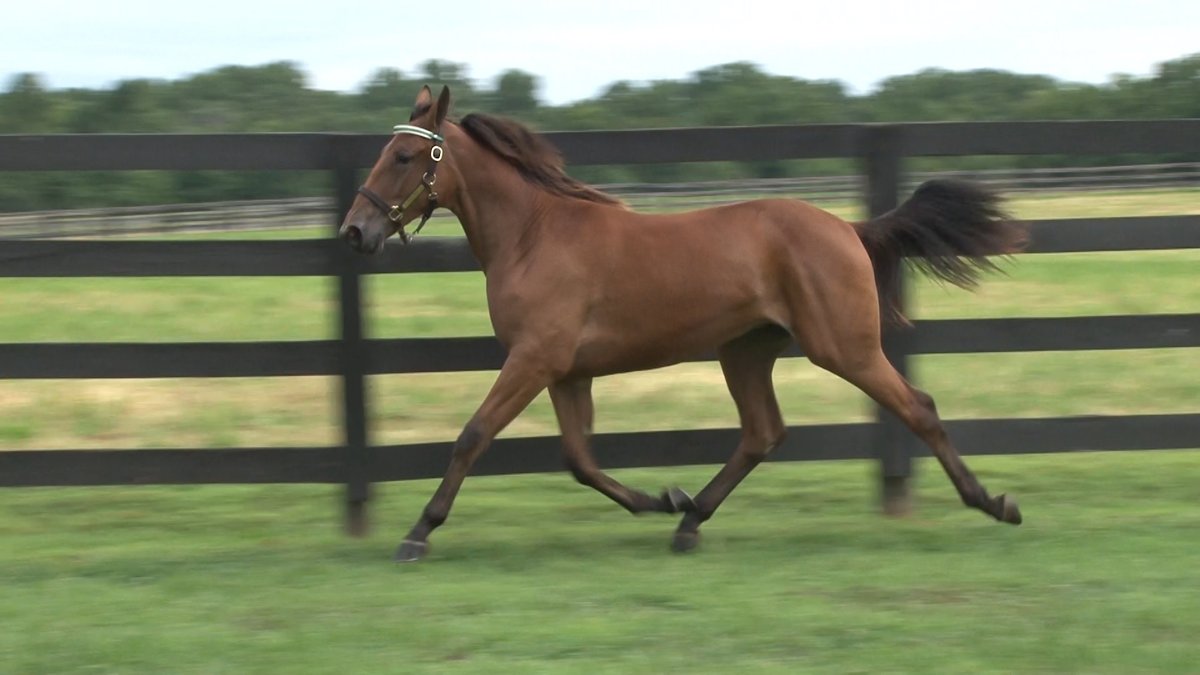 WinbakFarm's tweet image. 9/16 TELLERS CHOICE won ONSS Grassroots @GrandRR 1:56.4. Trainer Luc Blais. Driver Louis-Phillippe Roy. #WinbakBred 

(THE BANK-TOSCA-MUSCLE MASS)

**Yearling Highlight: Lexington #48, SEVEN WINDS is a #ChapterSeven 1/2-sister!
