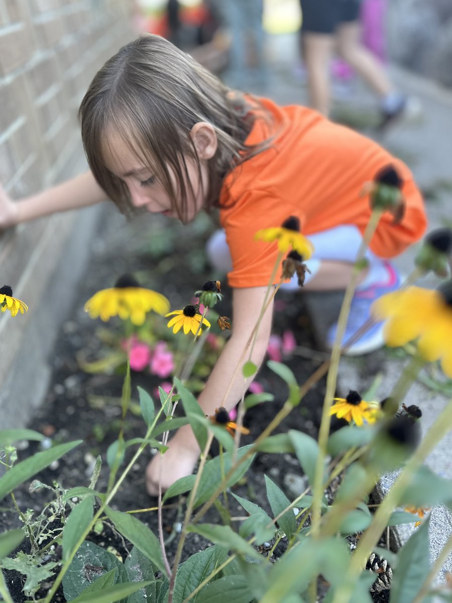 Cresthaven_203's tweet photo. Weeding the garden and planting Black Eyed Susan flowers in our front yard. https://t.co/lIMGYnAePc
