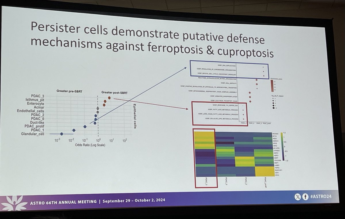 ACKoongMDPhD's tweet image. Persister cells after neoadjuvant treatment for pancreatic cancer are enriched in genes involved in #ferroptosis and #cuproptosis. Fantastic translational study by ⁦@Vince_BernPag⁩ from ⁦@MDAndersonNews⁩. #ASTRO24 #endcancer #radonc