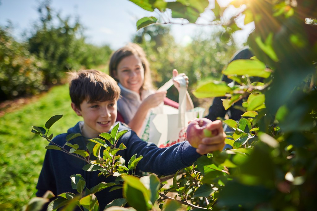 baldelli's tweet photo. Time to get pickin' - Apple Picking! https://t.co/MdiV7LqfX9