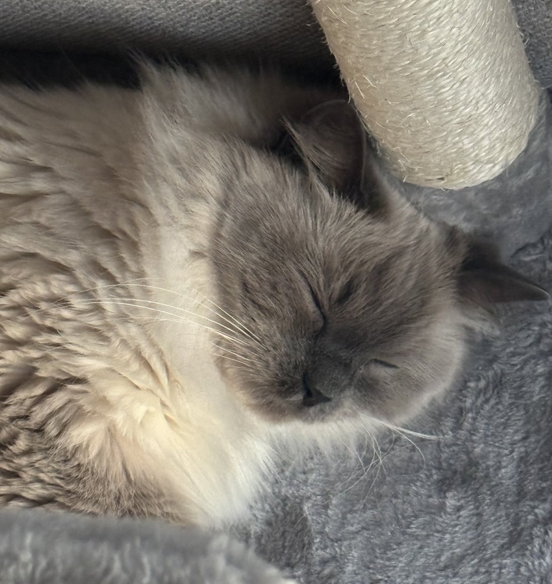 EliraPendora's tweet image. meow meow reveal