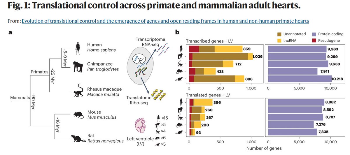 Nature Cardiovascular Research (@naturecvr) on Twitter photo Research| Ruiz-Orera et al. explored cardiac translational evolution in primates and mammals. They identified newly evolved genes and #sORF unique to humans, suggesting these genetic innovations may influence #heart development and disease <a href="/jruizorera/">J Ruiz Orera</a>
👉 rdcu.be/dVBb3 Research| Ruiz-Orera et al. explored cardiac translational evolution in primates and mammals. They identified newly evolved genes and #sORF unique to humans, suggesting these genetic innovations may influence #heart development and disease <a href="/jruizorera/">J Ruiz Orera</a>
👉 rdcu.be/dVBb3