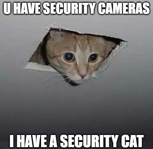 LineCastApp's tweet image. #CCTV: Cat Capturing Terrific Views