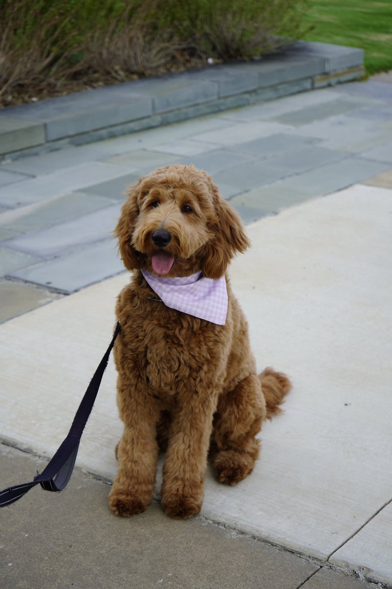 This week our hosts sit down with Jennifer. She works in Victims Services where she partners with Nyla the Goldendoodle.
 
YouTube:
youtube.com/watch?v=rCX8_A…
 
Spotify:
open.spotify.com/show/7iXLlroCb…

iTunes:
podcasts.apple.com/us/podcast/gpp…