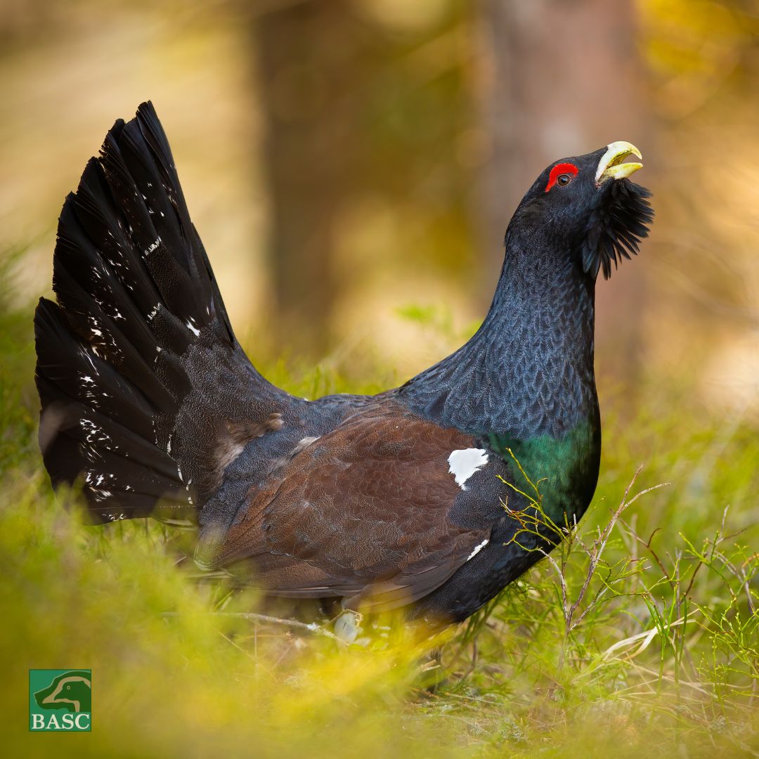A  five-year Capercaillie Emergency Plan to help the population recover in Scotland has been announced.

BASC's Peter Clark said: “The Cairngorms stands as the final bastion for capercaillie in the UK, and efforts must be made to protect this iconic species."