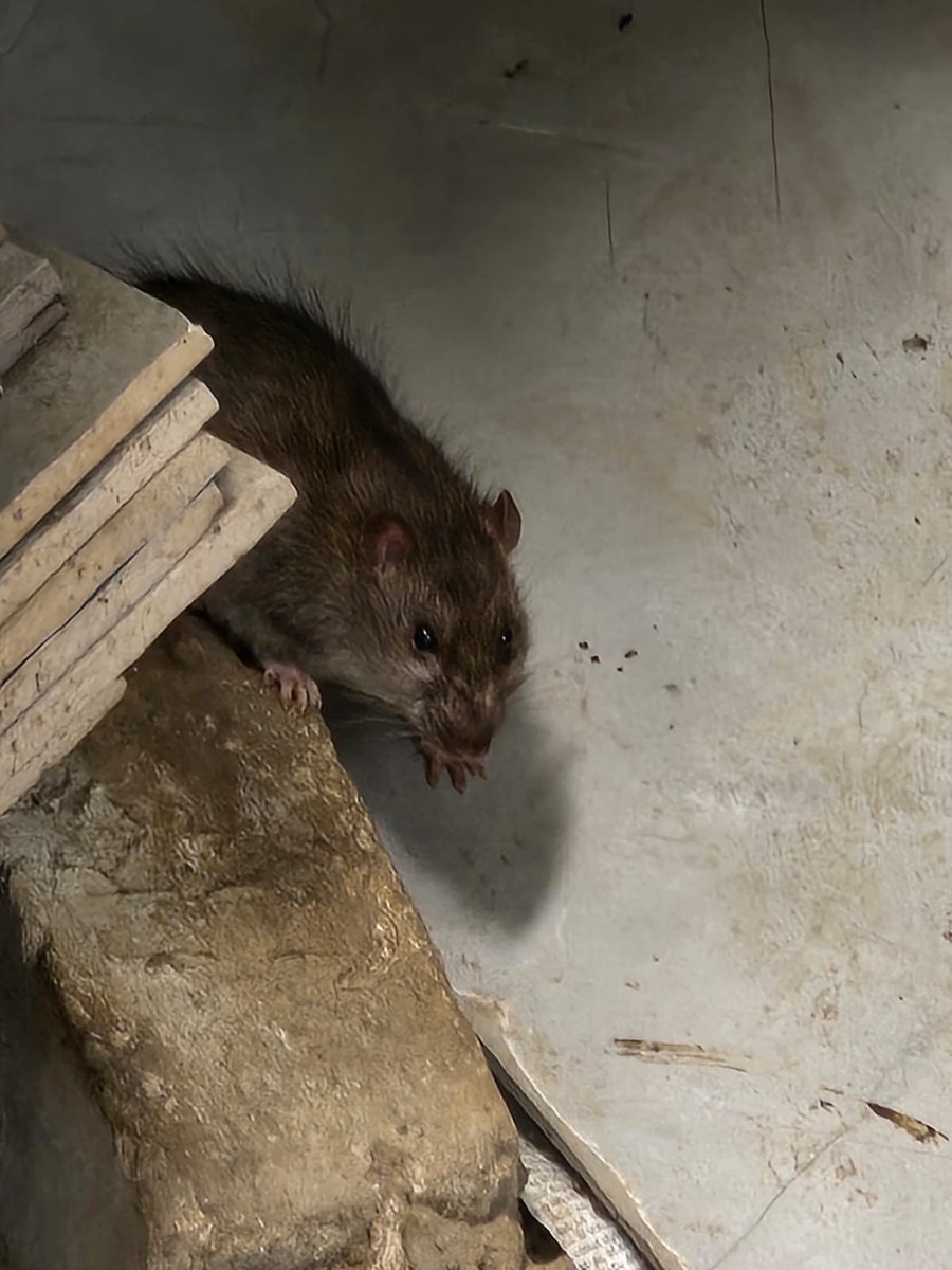 יענקלה פרידמן tweet media