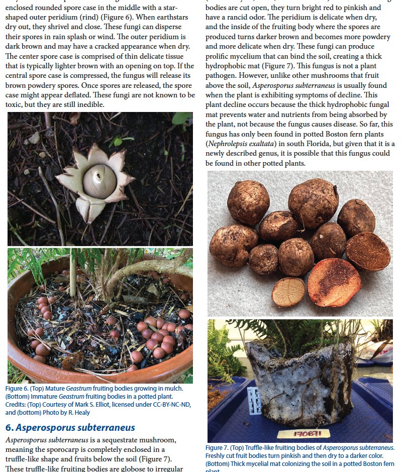 📢 New <a href="/UF_IFAS/">UF IFAS Solutions</a> <a href="/UFPlantPath/">UF/IFAS Plant Pathology Department</a>  EDIS publication on potting soil #mushrooms #fungi  #Florida 🪴🌴🌿🍄🍄

Check it out 👇
edis.ifas.ufl.edu/publication/PP…

<a href="/FNGLA/">Florida Nursery, Growers & Landscape Association</a> <a href="/FNGLAMiamiDade/">FNGLA Miami-Dade</a> <a href="/MiamiUrbanHort/">UF IFAS Miami-Dade Urban Hort</a> <a href="/American_Hort/">AmericanHort</a> <a href="/FSHS_Hort/">FSHS</a> <a href="/UFTropical/">UF IFAS Tropical Research and Education Center</a> <a href="/FloridaMGs/">FL Master Gardener Volunteer Program</a> <a href="/pbcgov/">Palm Beach County</a> <a href="/UFCALS/">UF/IFAS College of Agricultural and Life Sciences</a> <a href="/MarionFFL/">UF/IFAS Marion FFL</a> <a href="/IFAS_Extension/">Dr. Andra Johnson</a>
