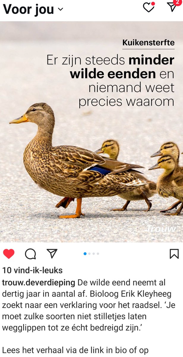 SaskiaVanRooy's tweet photo. Mijn honderden videobeelden v vele #jagers die afgelopen jaren wekelijks zeer grote aantallen wilde eenden (en hazen) schieten en nekken breken tonen aan dat 't geen raadsel is waarom de populaties wilde eend en haas dramatisch afnemen! @trouw  @faunabeschermin @AnimalRightsNL https://t.co/o2OyqH9Ndx
