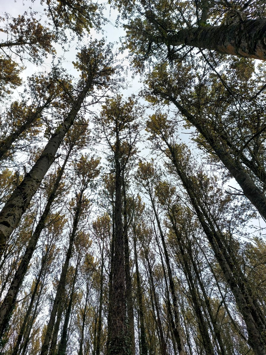 I've loved visiting different spots for survey work this summer, but it's always nice to get back to your own 'patch' - which, for me, is Lagan Meadows! My first time back in quite a while yesterday, and had this gorgeous Common Darter come say hello!
