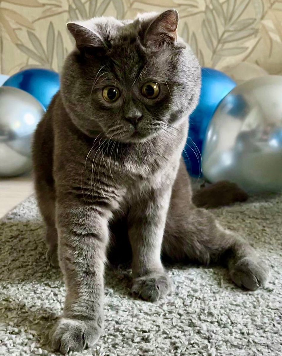 I am THE Cat on Solana💙

Meow
🐾
🐾
🐾