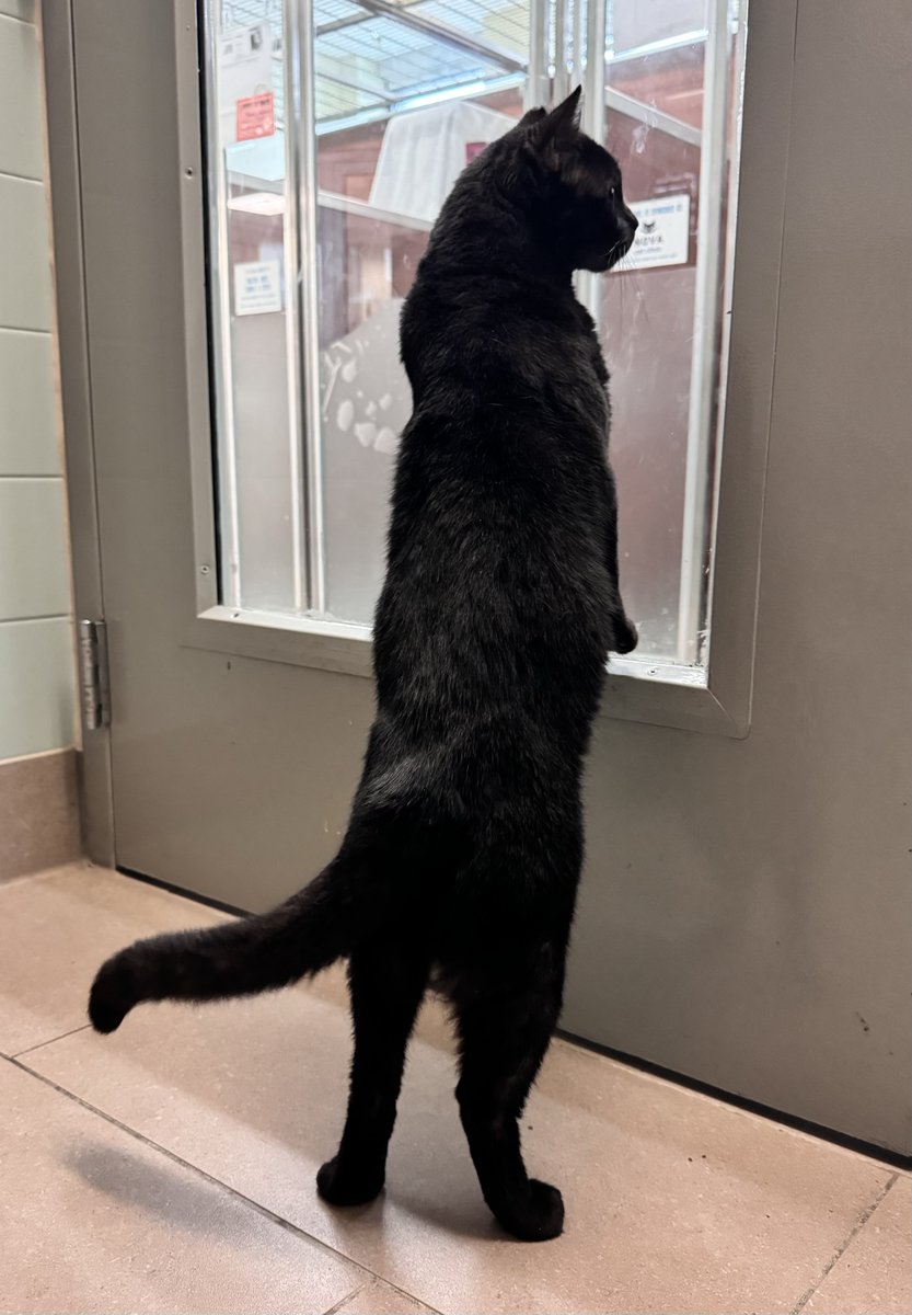 AWLAArlington's tweet image. This is how you can usually find Antonio when visitors are in the cat room - eagerly looking out his window, hoping someone will stop in to say hello! You can meet Antonio at the shelter today from 12-7pm!