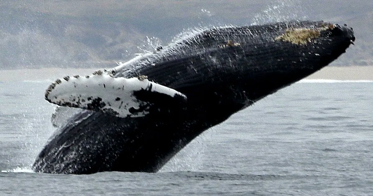 Marcus Pittman tweet media