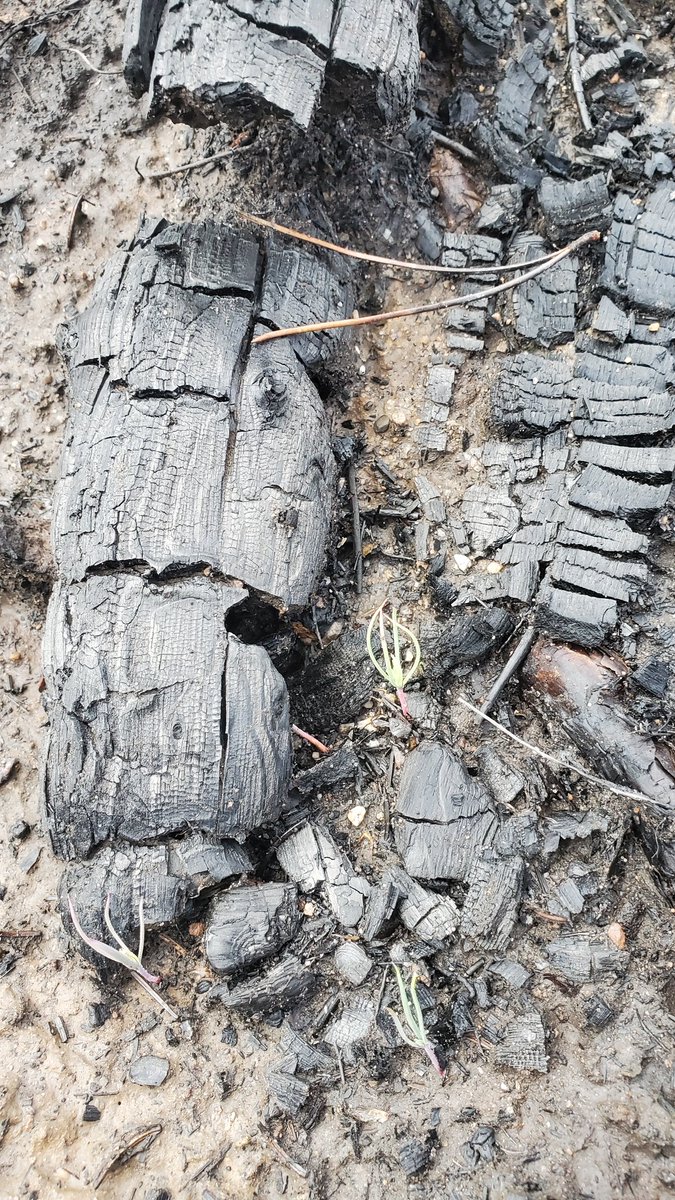 Burned nurse tree <a href="/JasperNP/">Jasper National Park, Parks Canada</a> with pine germinants. Two months post fire and the forest is already coming back!