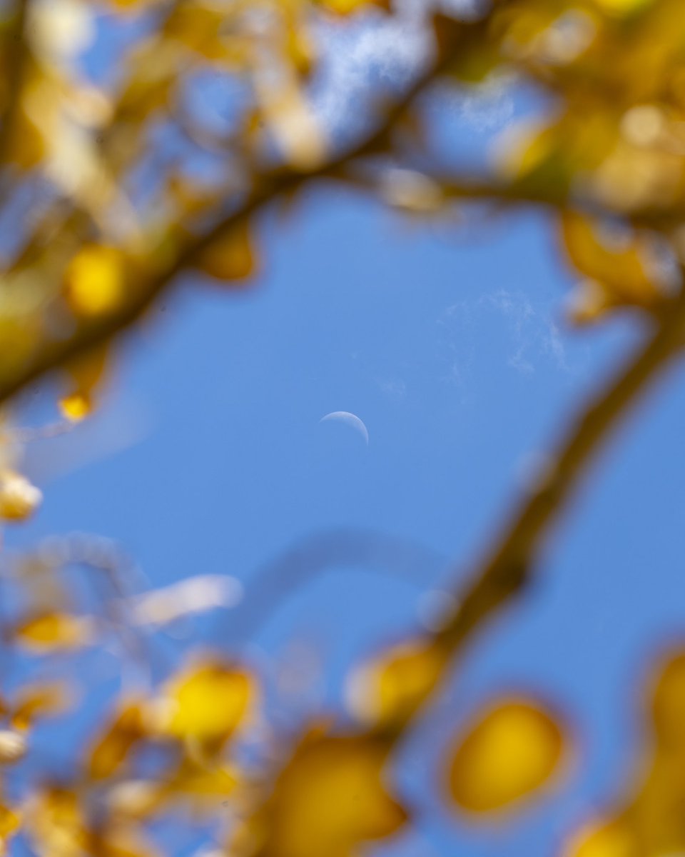 Fallorado! 🍂⛰️ #SonyAlpha #colorado
