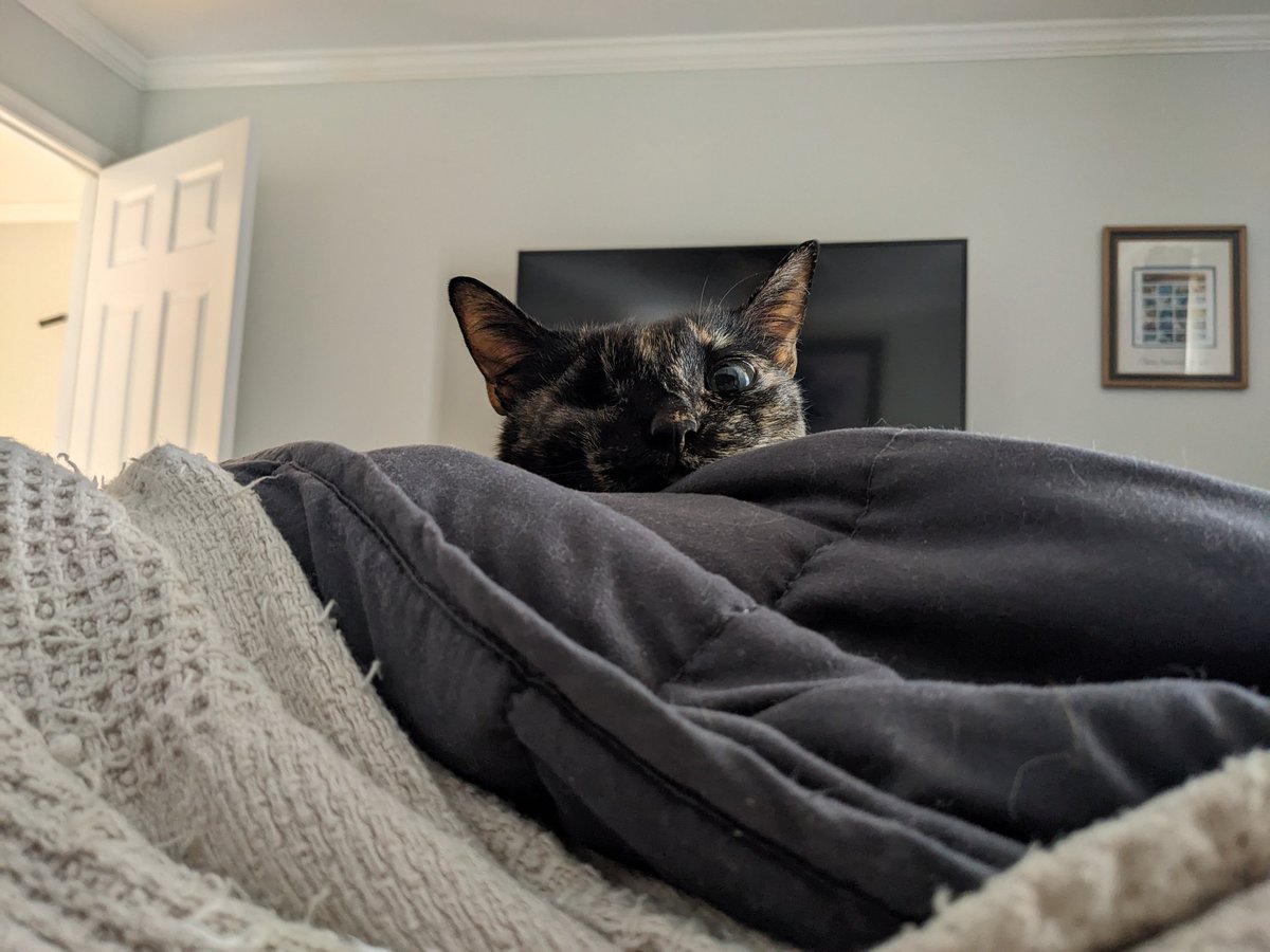 outonalark's tweet photo. HONEY IS IN REMISSION !!!! 🥳💃🎊🎉😻🥳‼️‼️‼️
thank you, thank you, thank you so much to everyone who shared, commissioned, &amp; donated towards her surgery &amp; chemo treatments. i was scared she would no longer be with me by this time this year, but she's doing great. thank you ❤️ https://t.co/dsmxyT9JyT