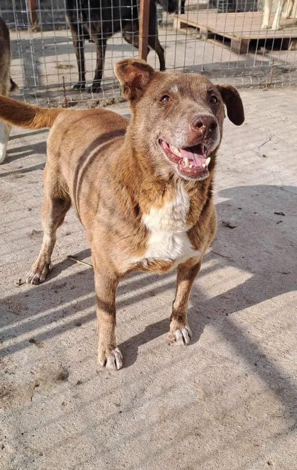 I don't want to die in concrete kennels. I deserve so much more 😢
I am battered and scarred. I have never felt a soft bed, never had a belly full of treats nor had constant love and affection. 
I am approx 11 years old, and I'm a chunky medium size girl.

pawprints2freedom.co.uk/apply