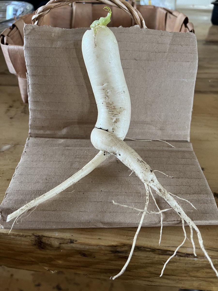 My first daikon of the year giving strong Sharon Stone vibes. #BasicGardeningInstinct #SexyRootVeg